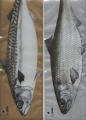  Вакуумные пакеты для рыбы с дизайном